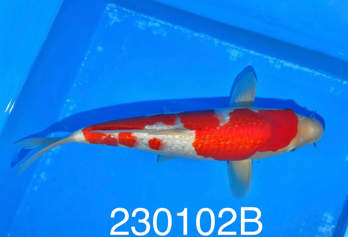 0961 石和錦鯉センター産 銀鱗紅白 約20センチ 令和3年産 - 魚類、水生生物