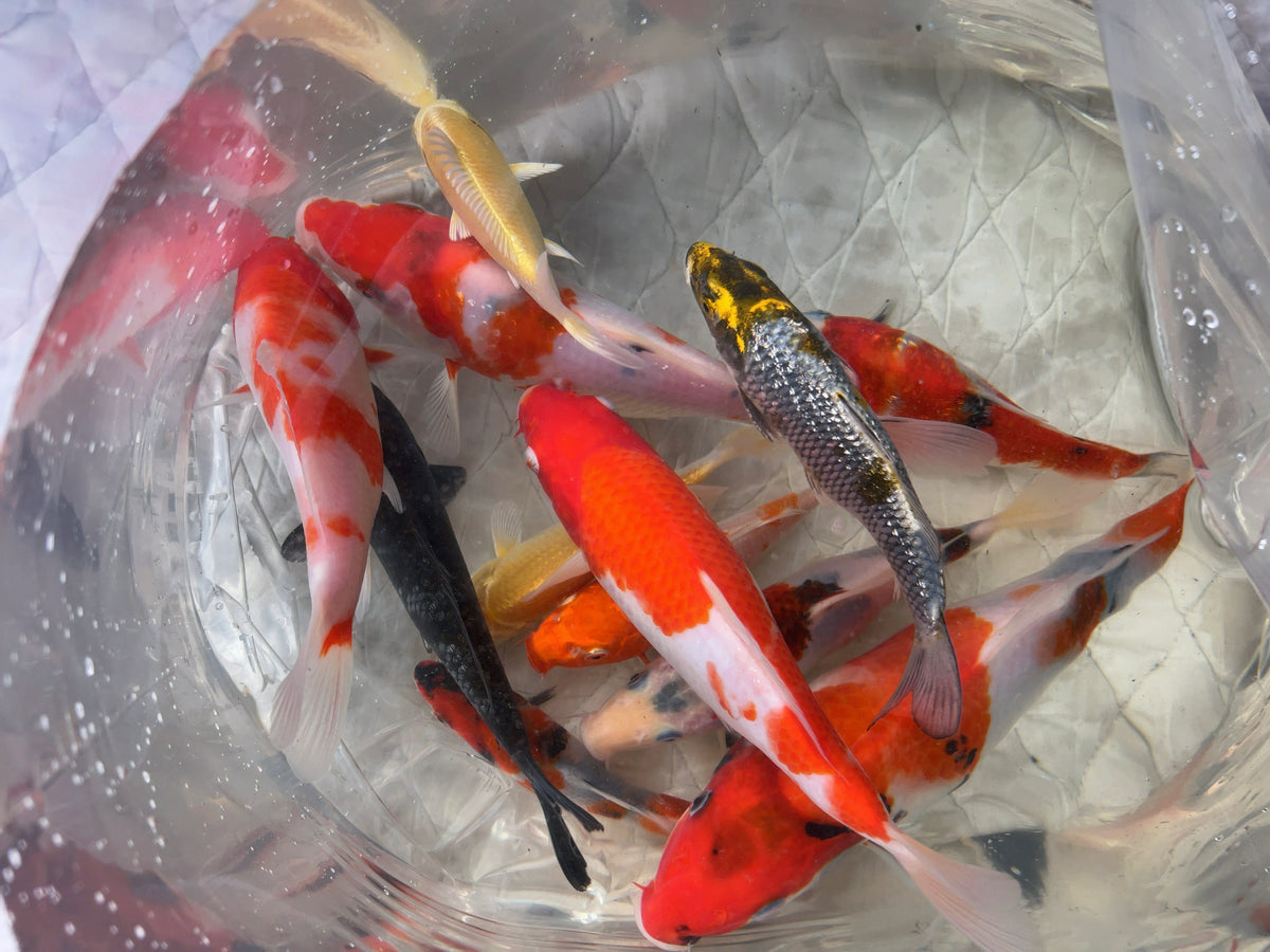 image_a8e7a8bd-eb8b-476d-91bb-