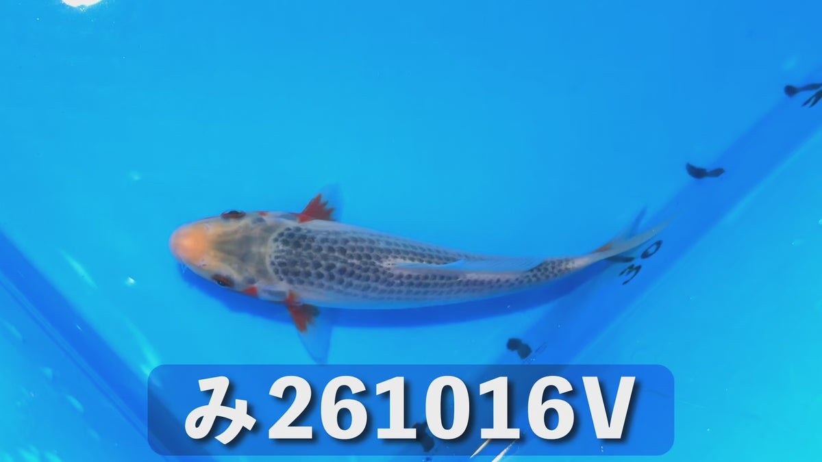【当歳】浅黄 20cm前後 2026年生まれVみ