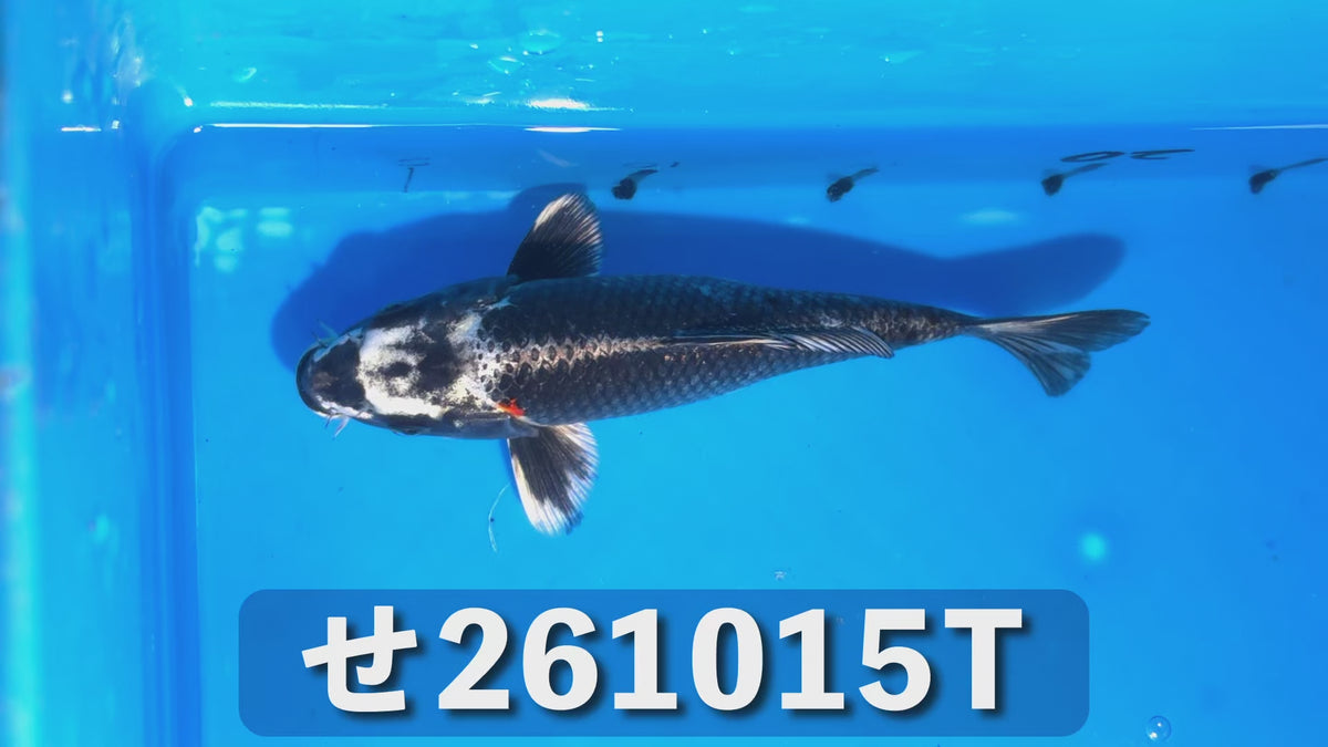【当歳】黒孔雀落葉 18cm前後 2026年生まれTせ