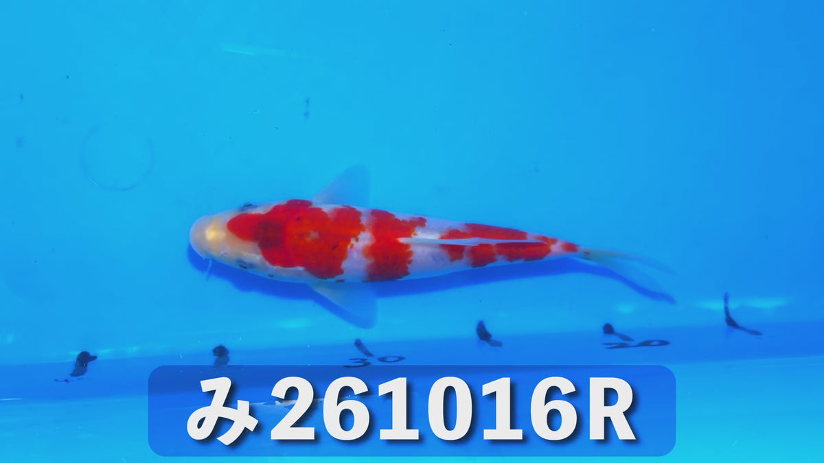 【当歳】藍衣 18cm前後 2026年生まれRみ
