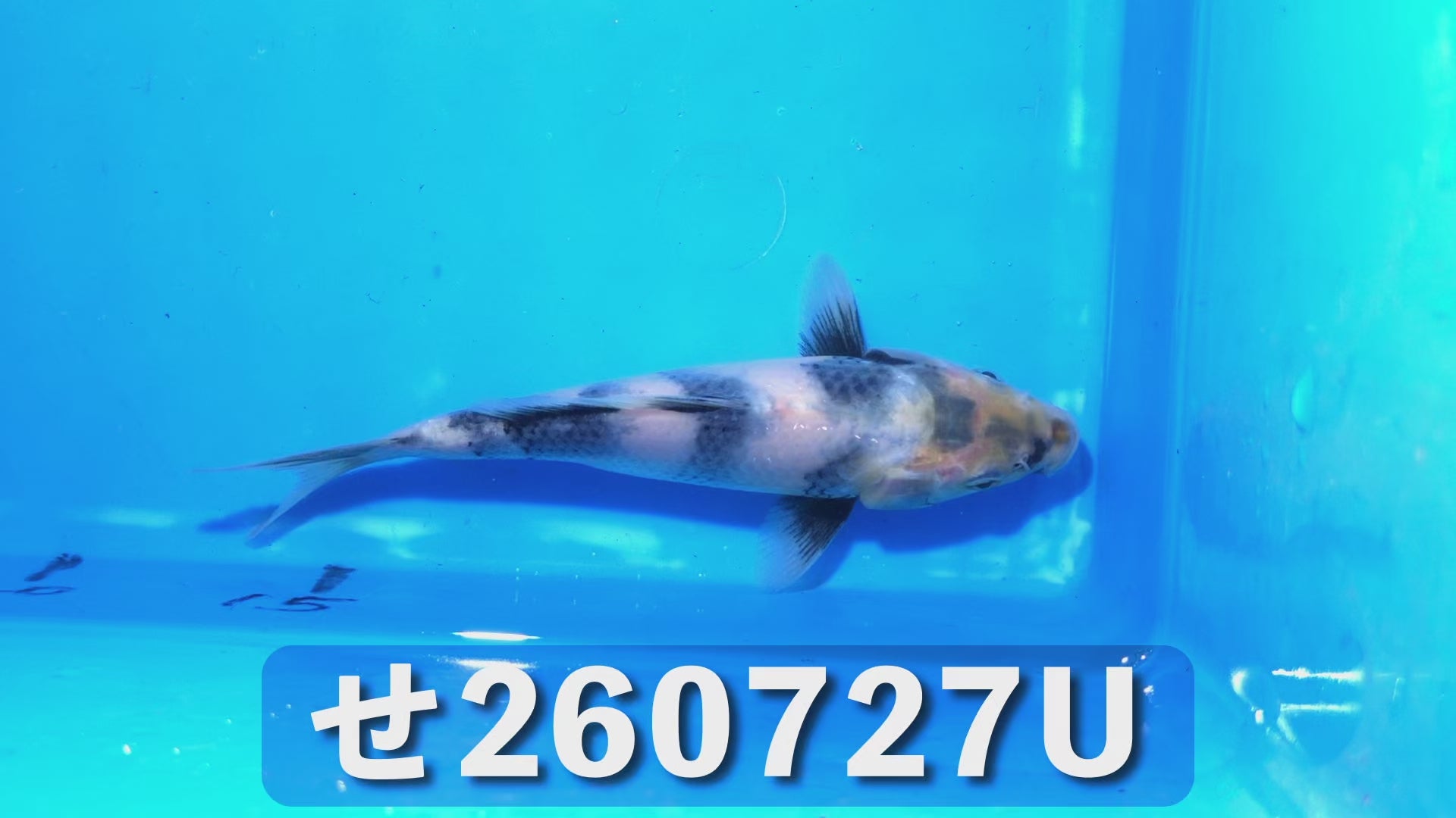 白写り 17cm前後 2025年生まれUせ