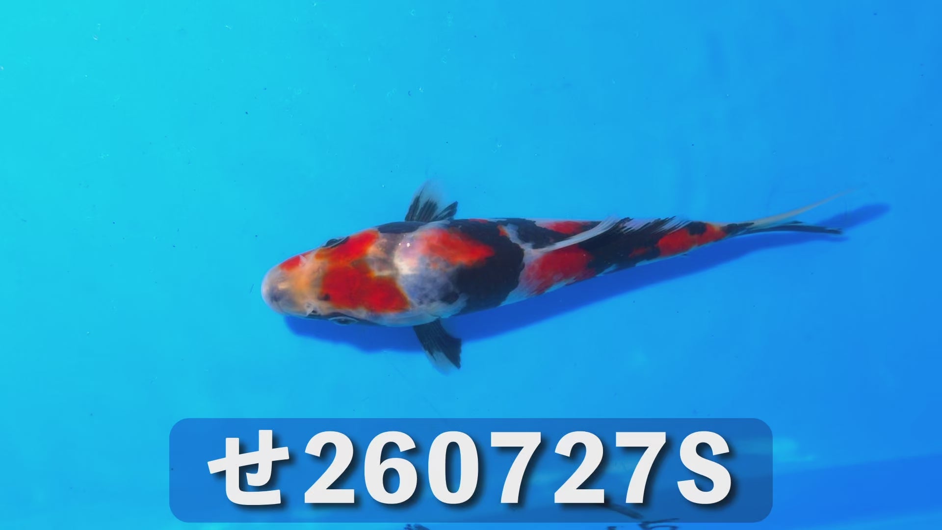昭和三色 17cm前後 2025年生まれSせ