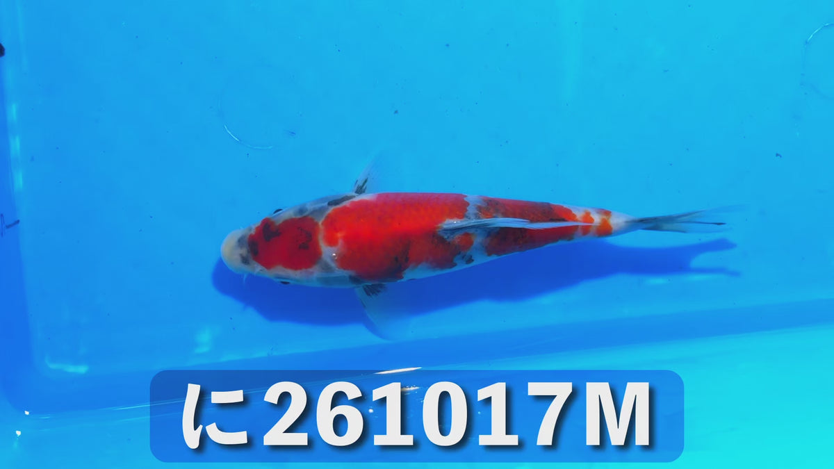 【当歳】昭和三色 16cm前後 2026年生まれMみ