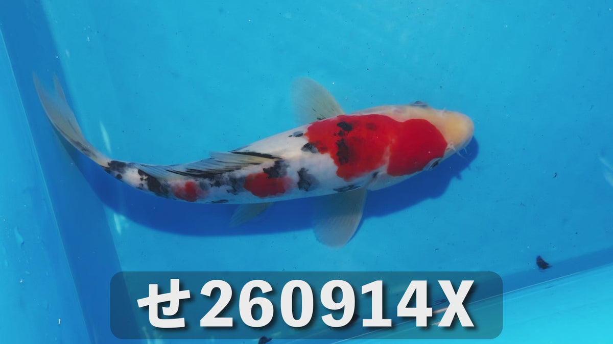 大正三色 23cm前後 2025年生まれXせ