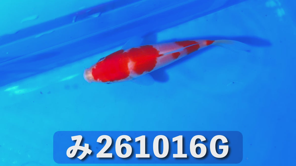 【当歳】紅白 14cm前後 2026年生まれGみ
