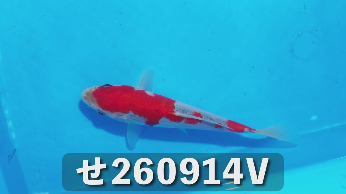 五色 18cm前後 2025年生まれVせ
