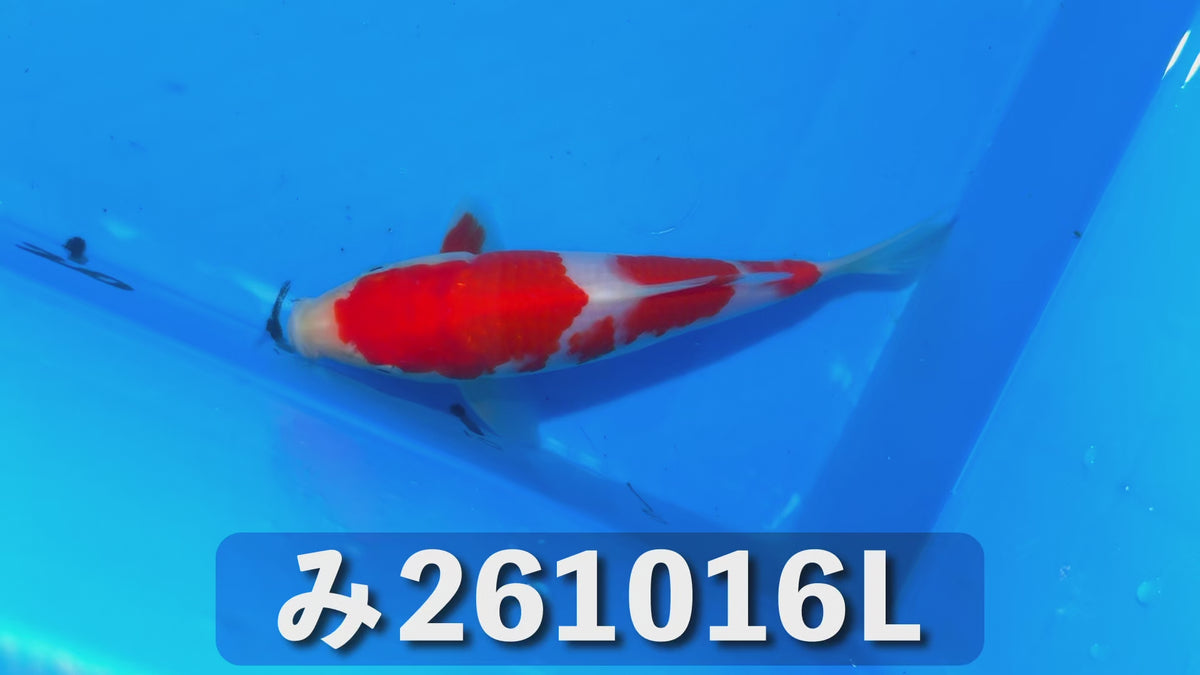 【当歳】紅白 18cm前後 2026年生まれLみ