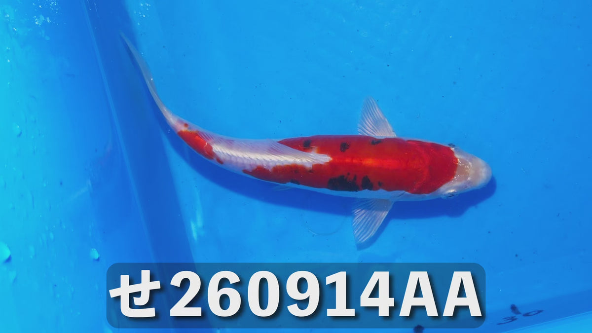 紅輝黒竜 22cm前後 2025年生まれAAせ