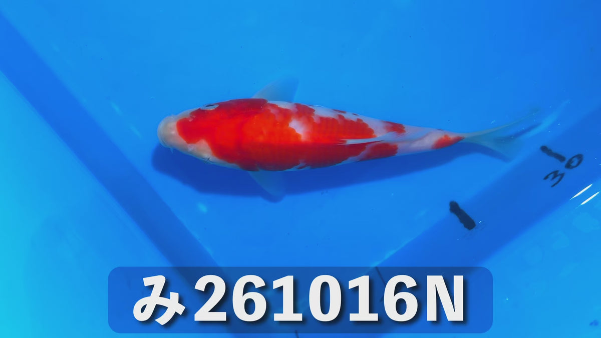 【当歳】紅白 18cm前後 2026年生まれNみ