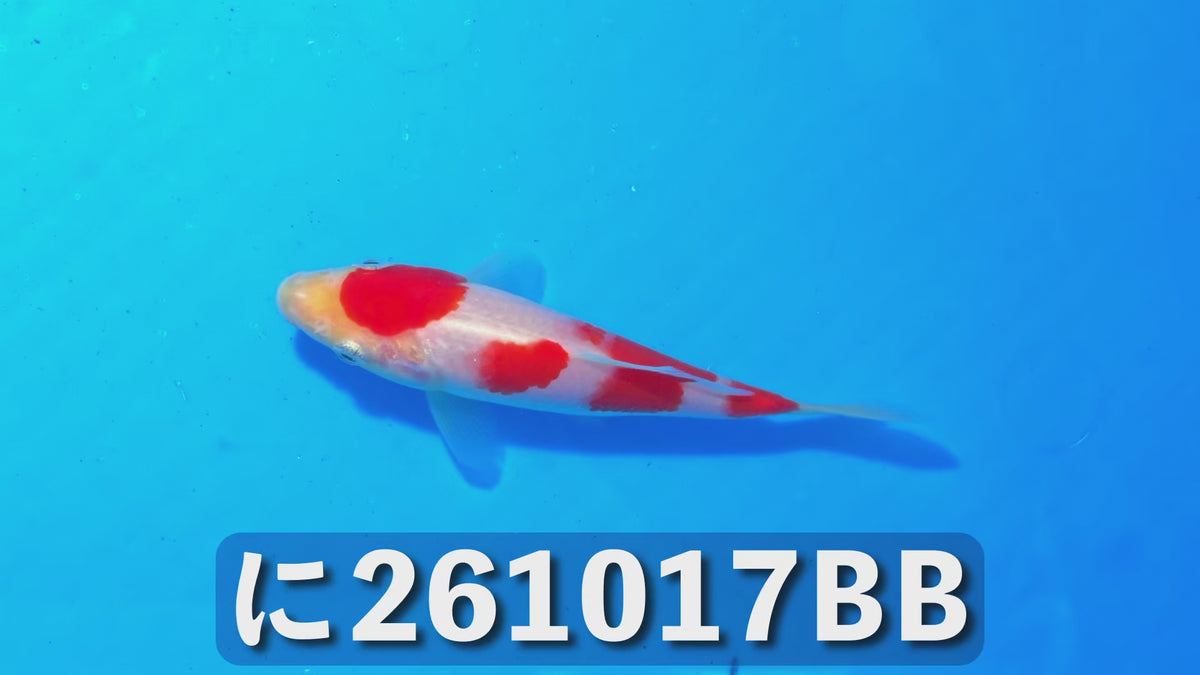【当歳】紅白 14cm前後 2026年生まれBBに