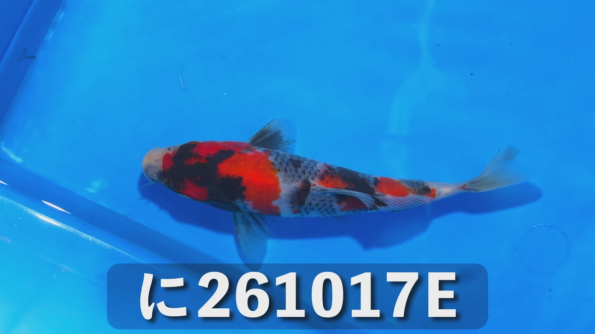 【当歳】昭和三色 18cm前後 2026年生まれEみ