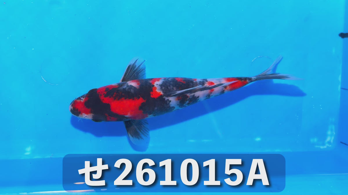 【当歳】昭和三色 20cm前後 2026年生まれAせ