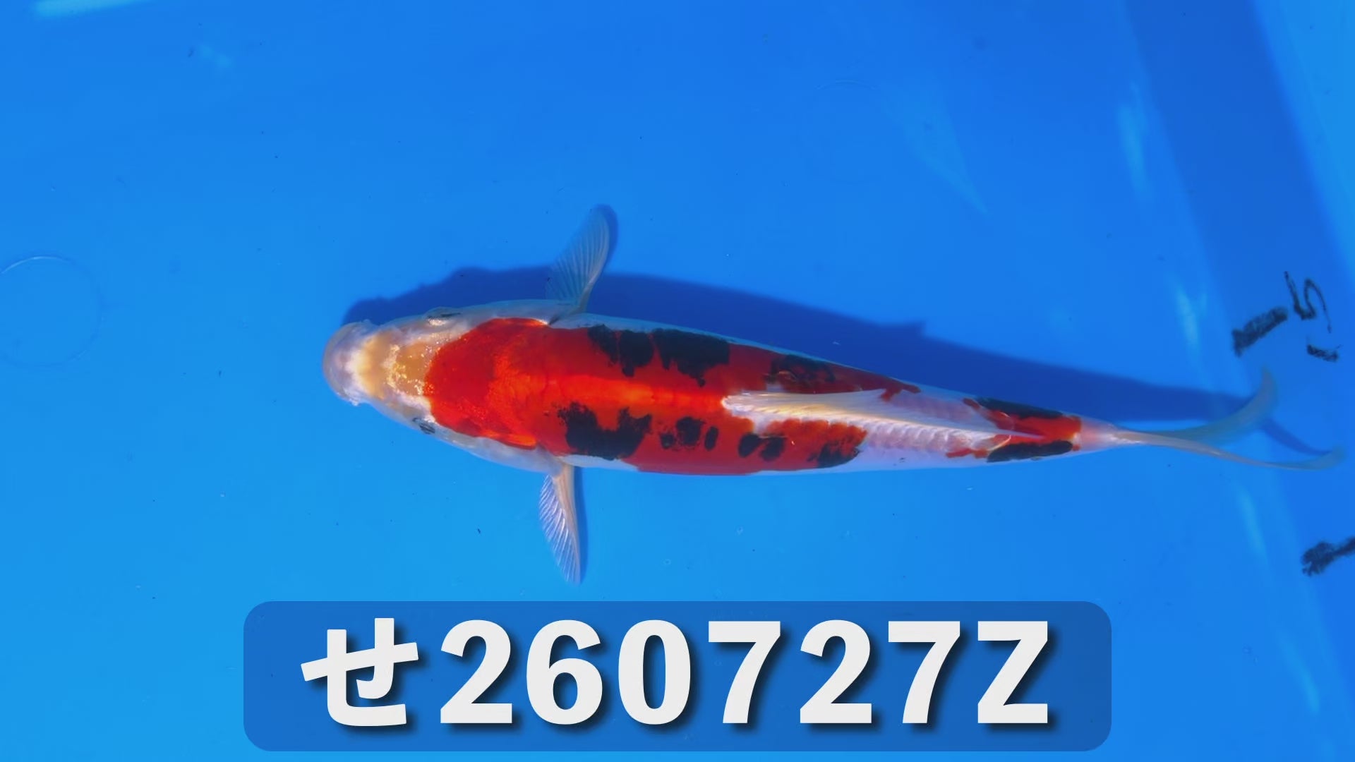 紅輝黒竜 22cm前後 2025年生まれZせ