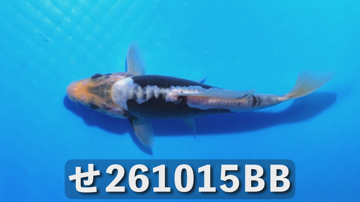【当歳】九紋竜 20cm前後 2026年生まれBBせ