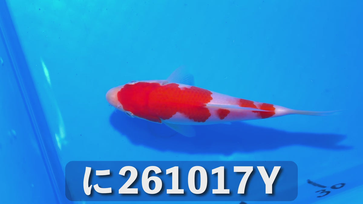 【当歳】紅白 15cm前後 2026年生まれYに