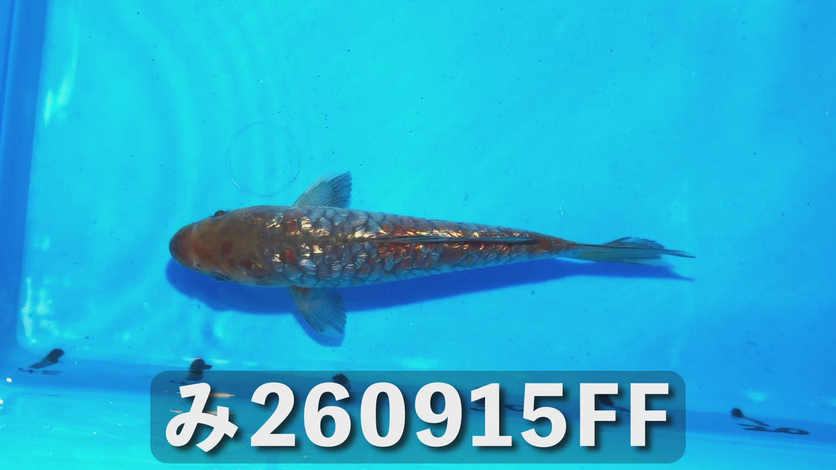 逸品鯉（鎧鯉） 19cm前後 2025年生まれFFみ