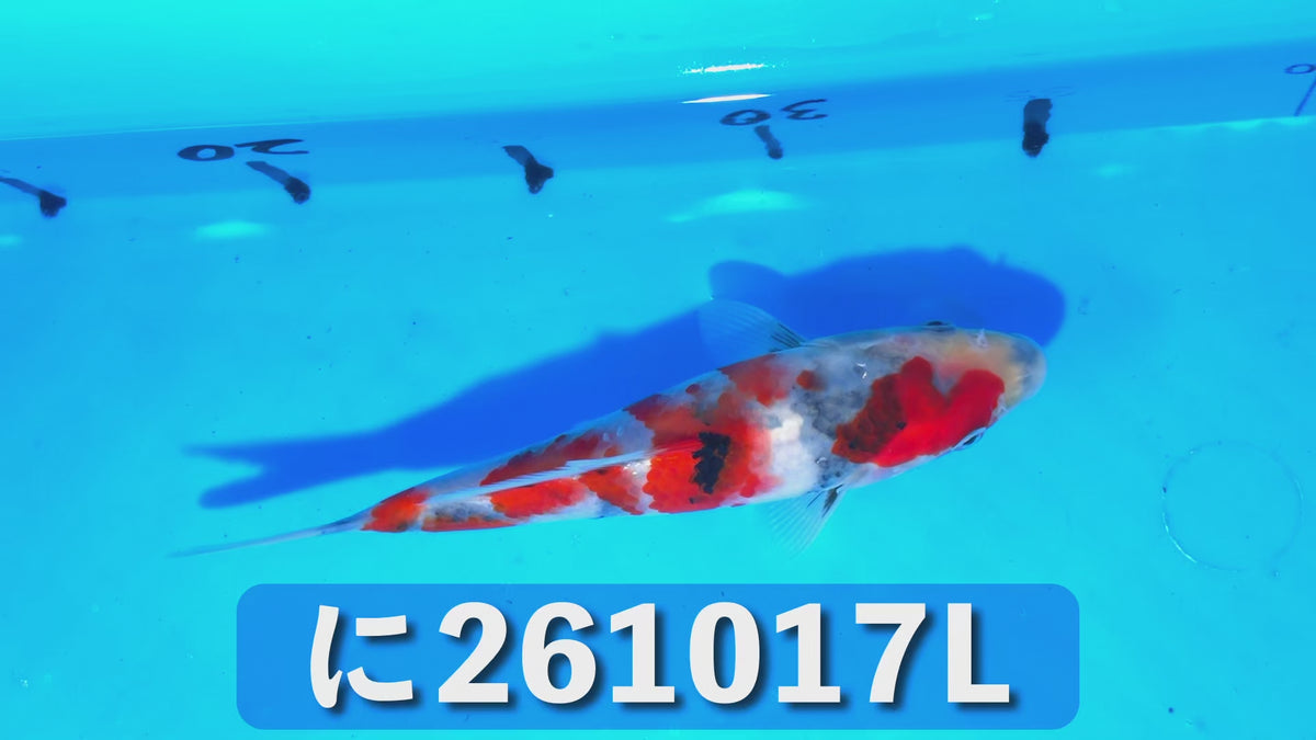 【当歳】昭和三色 17cm前後 2026年生まれLみ