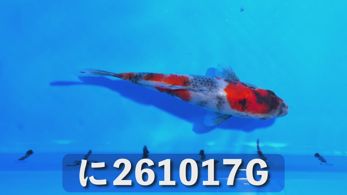 【当歳】昭和三色 17cm前後 2026年生まれGみ