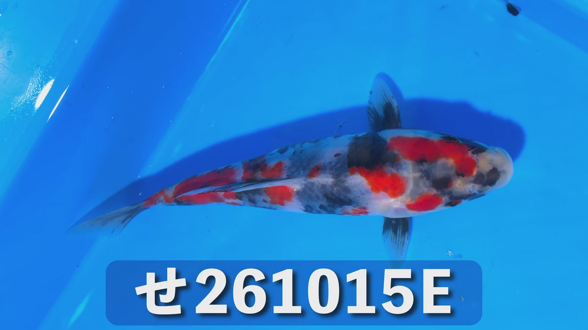 昭和三色 18cm前後 2026年生まれEせ