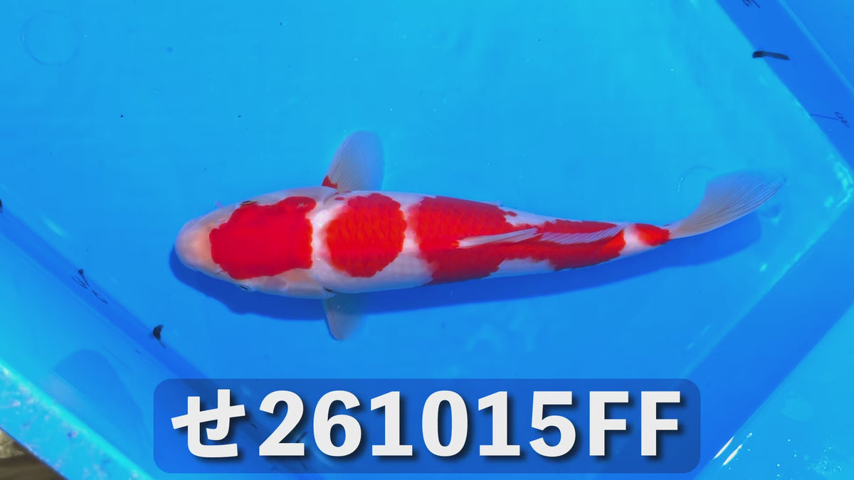 紅白 33cm前後 2025年生まれFFせ