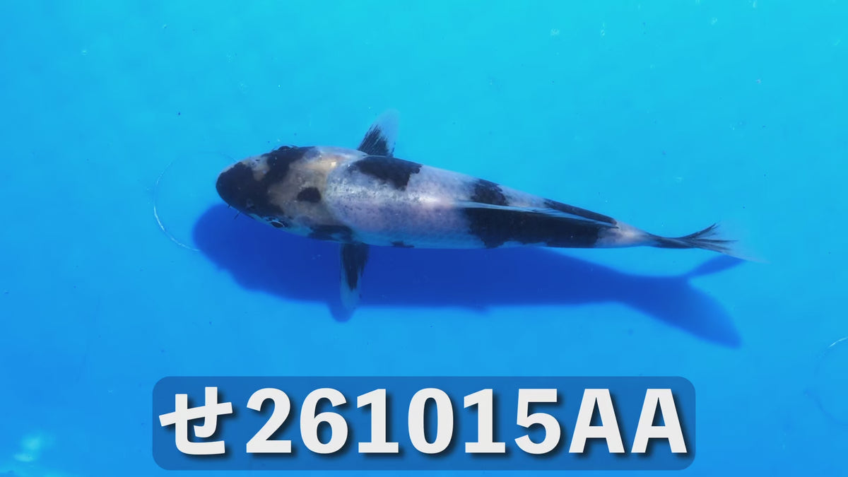 【当歳】白写り 14cm前後 2026年生まれAAせ