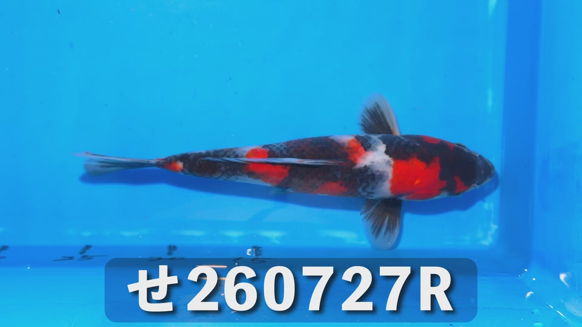 【特級】昭和三色 25cm前後 2025年生まれRせ