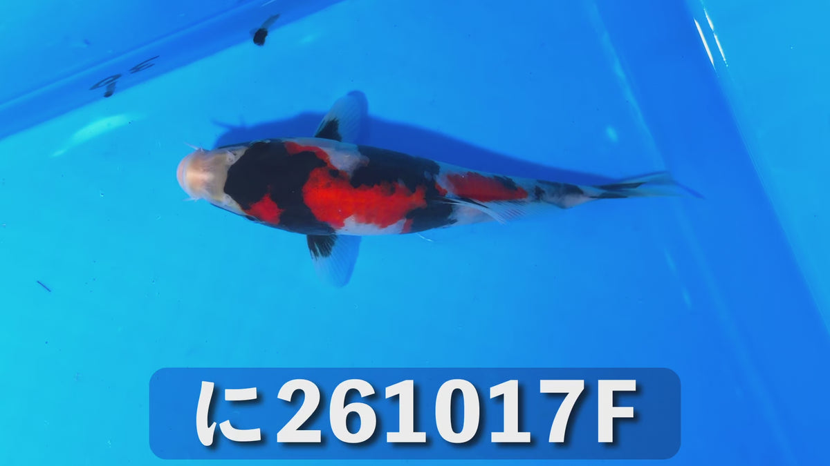 【当歳】昭和三色 17cm前後 2026年生まれFみ