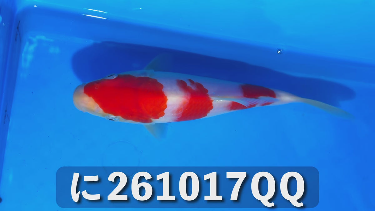 【当歳】紅白 20cm前後 2026年生まれQQに