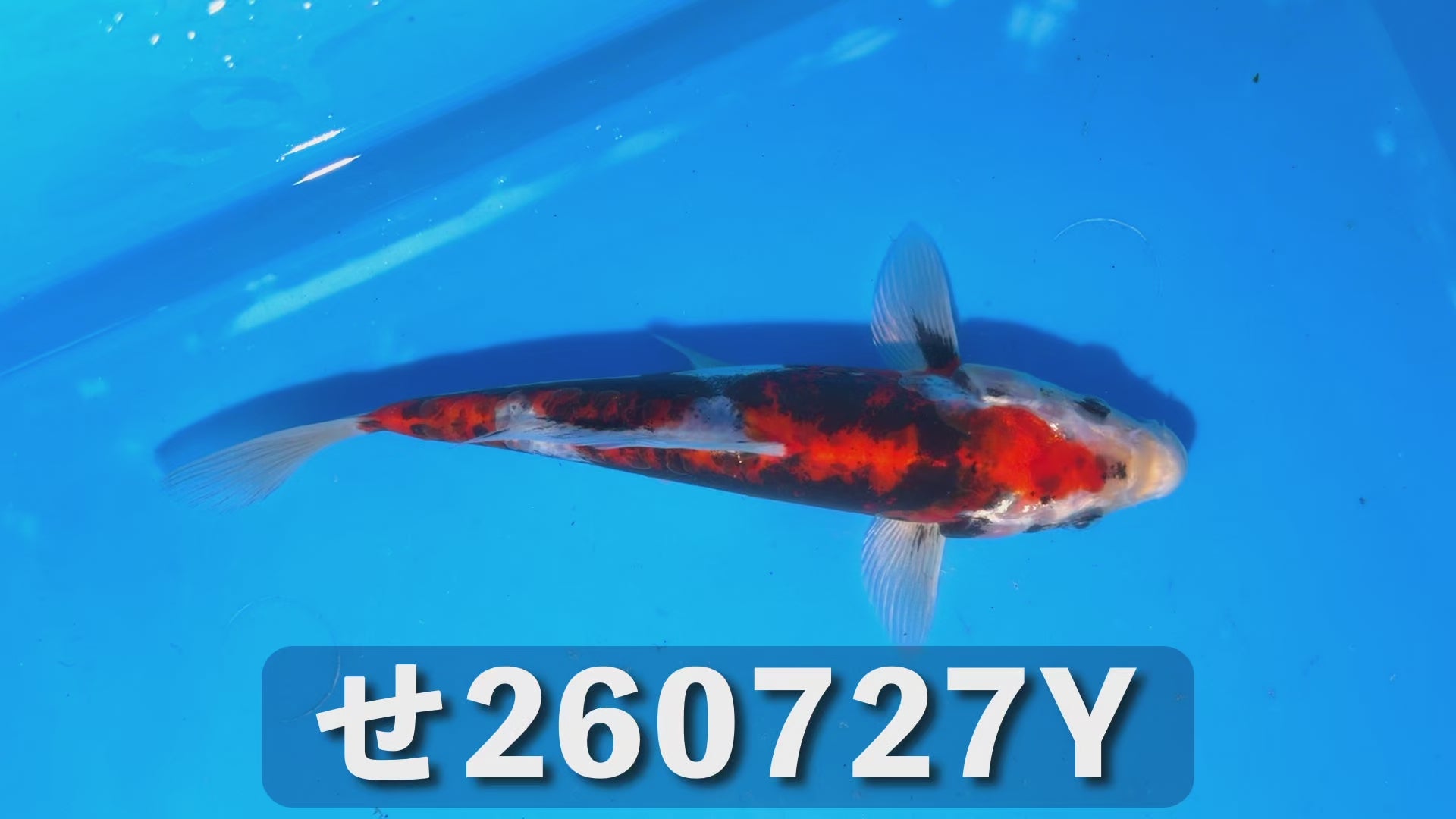 紅輝黒竜 20cm前後 2025年生まれYせ
