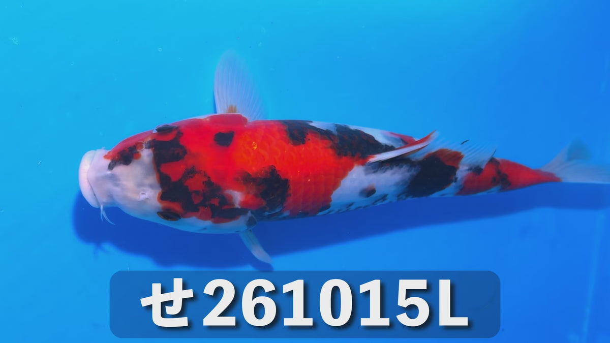 昭和三色 30cm前後 2025年生まれLせ