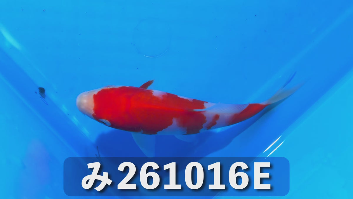 【当歳】紅白 15cm前後 2026年生まれEみ