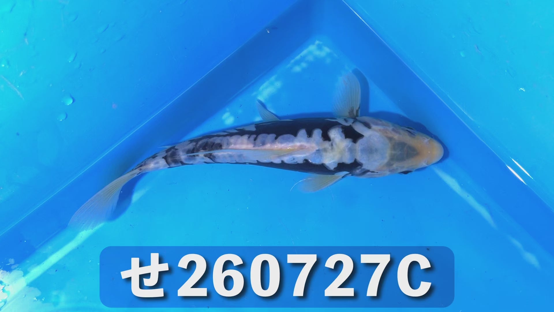 逸品鯉(鎧鱗) 22cm前後 2025年生まれCせ