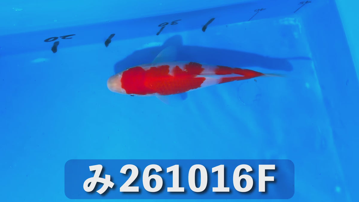 【当歳】紅白 18cm前後 2026年生まれFみ