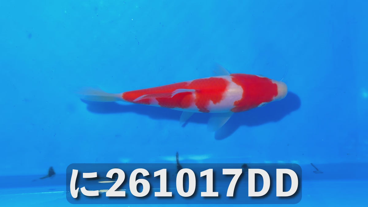【当歳】紅白 15cm前後 2026年生まれDDに