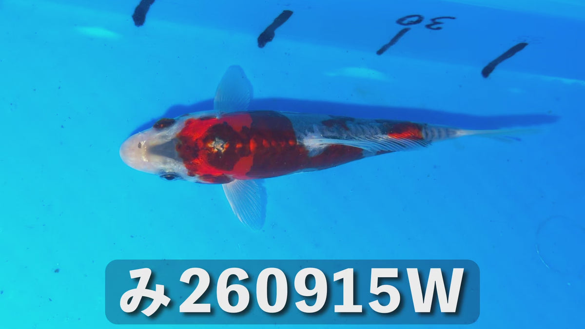 紅輝黒竜 17cm前後 2025年生まれWみ