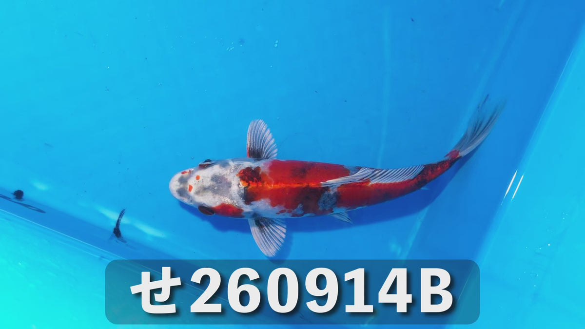 金昭和 20cm前後 2025年生まれBせ