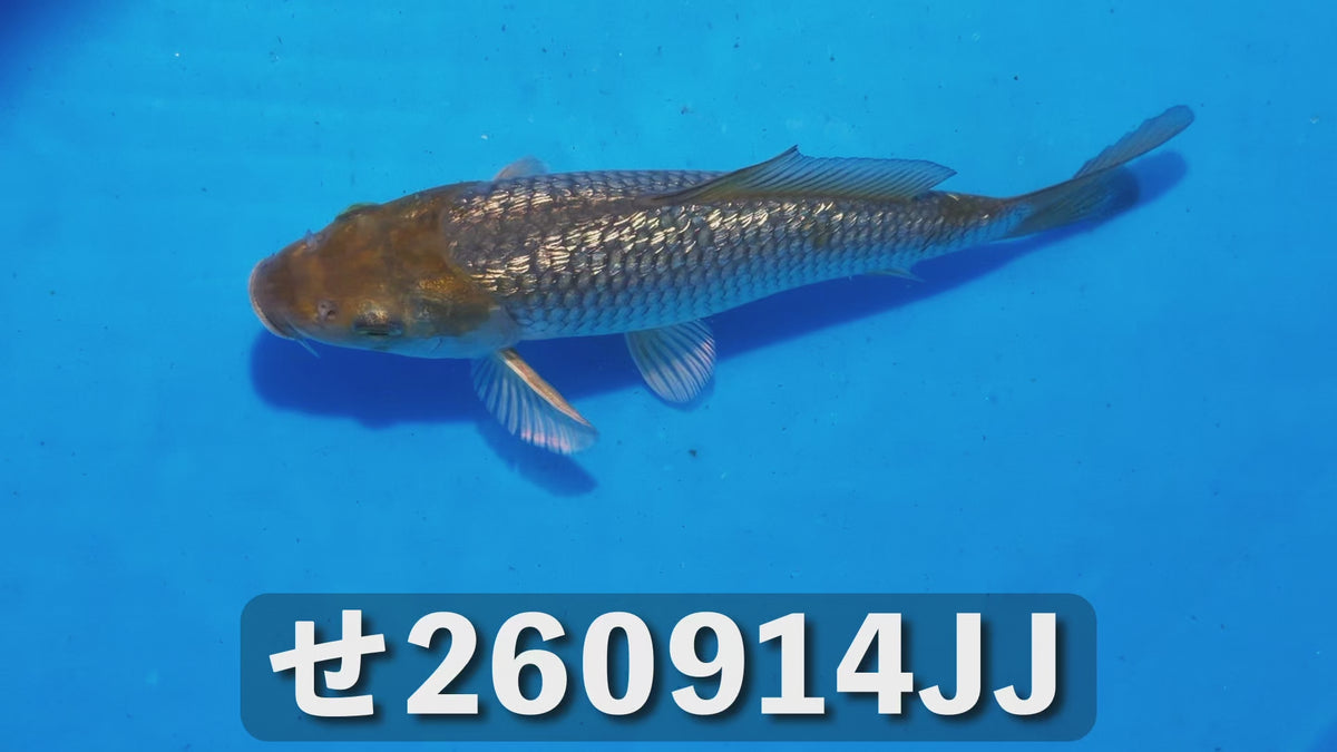 逸品鯉 20cm前後 2025年生まれJJせ