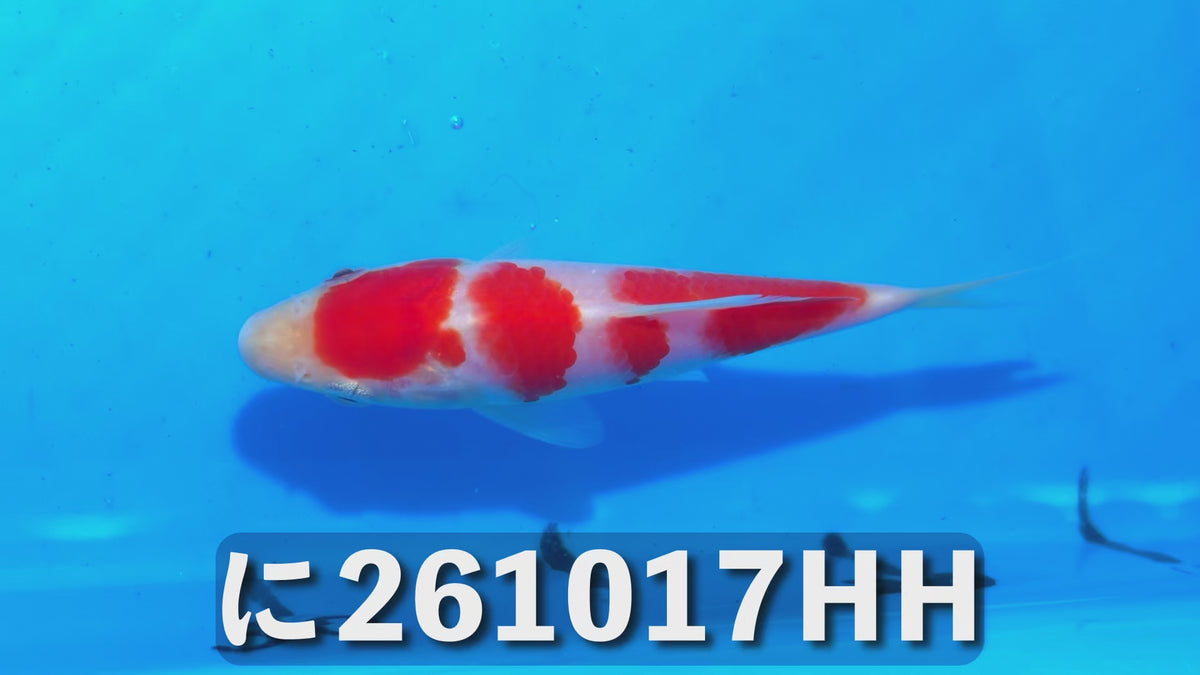 【当歳】紅白 14cm前後 2026年生まれHHに