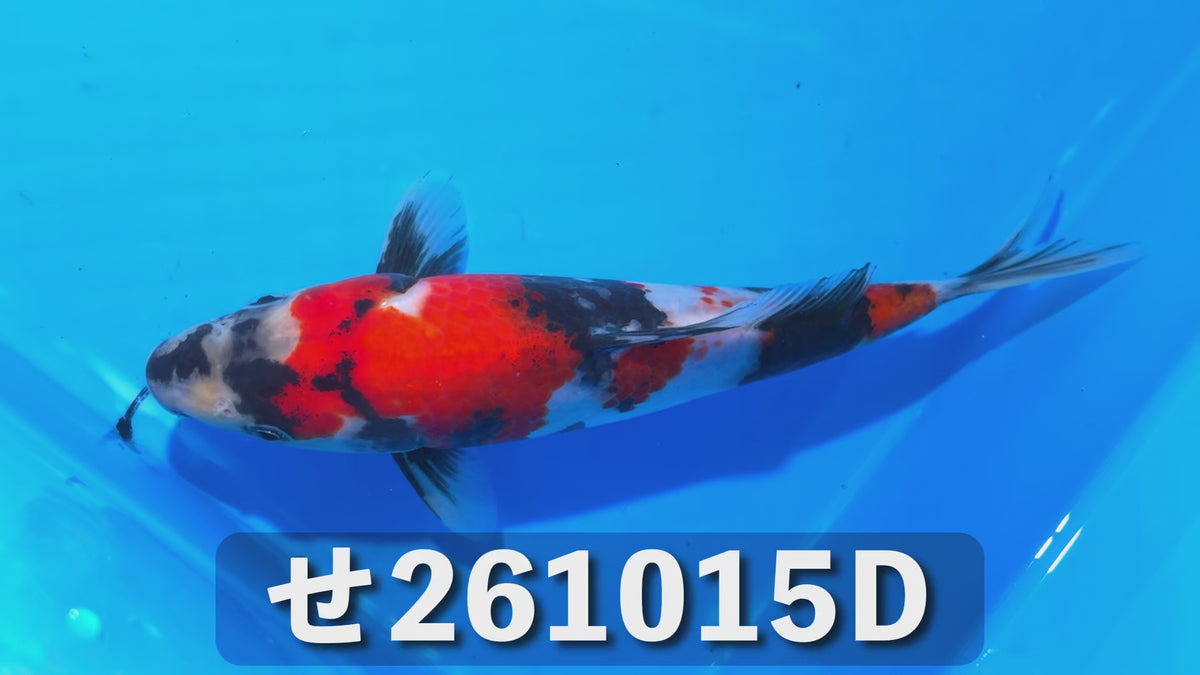 昭和三色 23cm前後 2026年生まれDせ