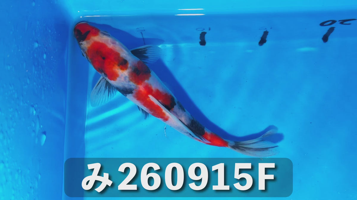 昭和三色 20cm前後 2025年生まれFみ