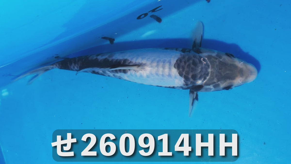 逸品鯉 24cm前後 2025年生まれHHせ