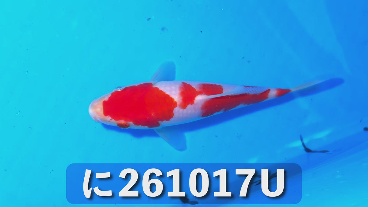 【当歳】紅白 17cm前後 2026年生まれUに