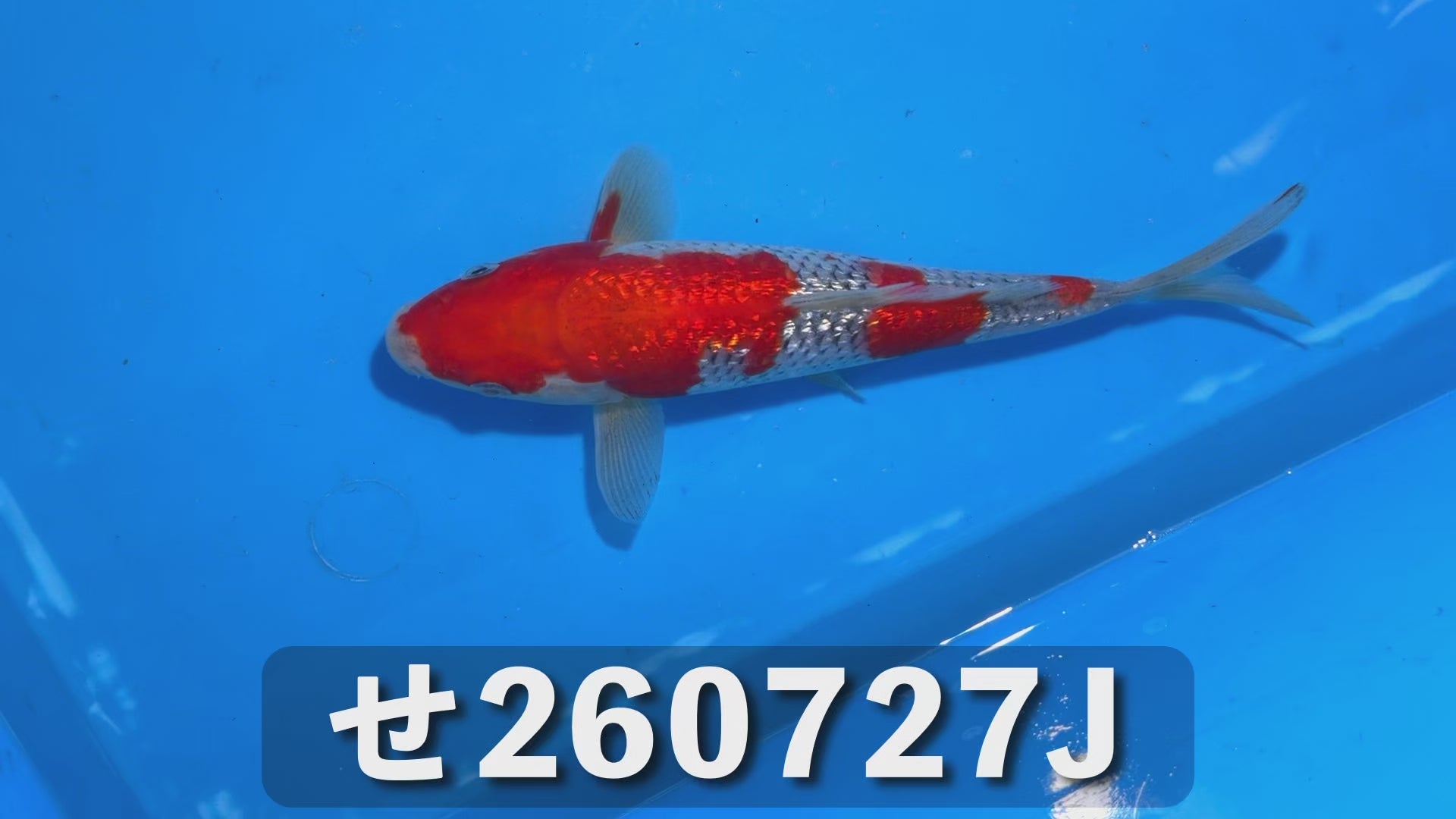 銀鱗五色 22cm前後 2025年生まれJせ