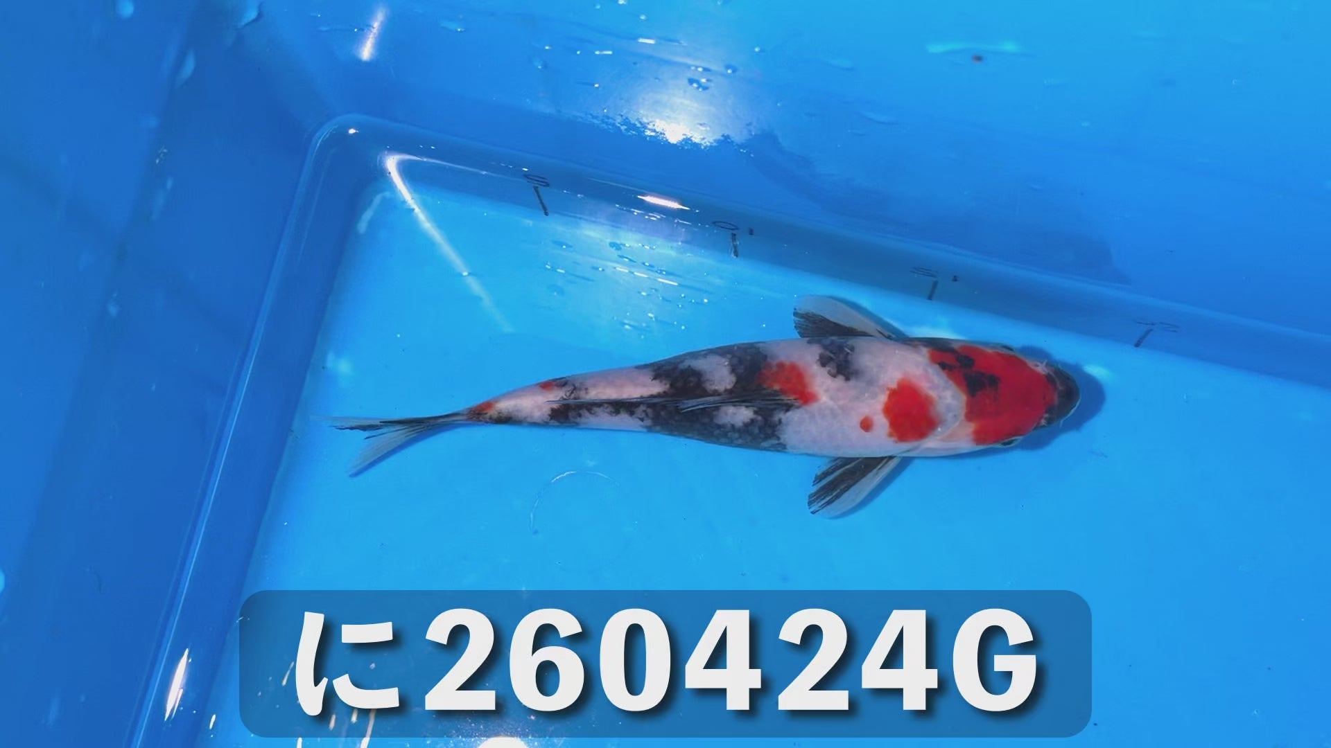 昭和三色 18cm前後 2025年生まれGに