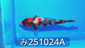 大日本店直送☆昭和三色54cmメス！No35オータムフェス第二弾！錦鯉 昭和三色 | 鯉恋倶楽部