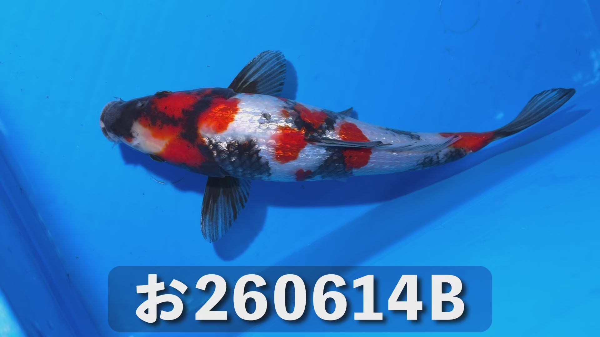 【特級品】昭和三色 25cm前後 2025年生まれBお