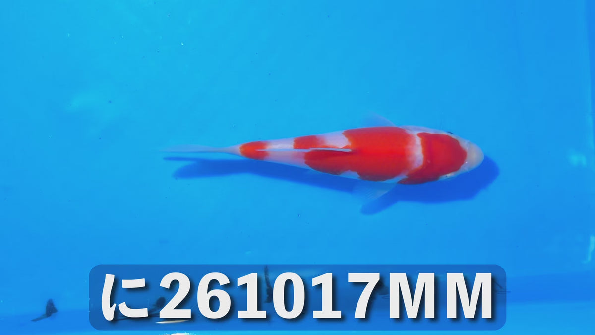【当歳】紅白 14cm前後 2026年生まれMMに