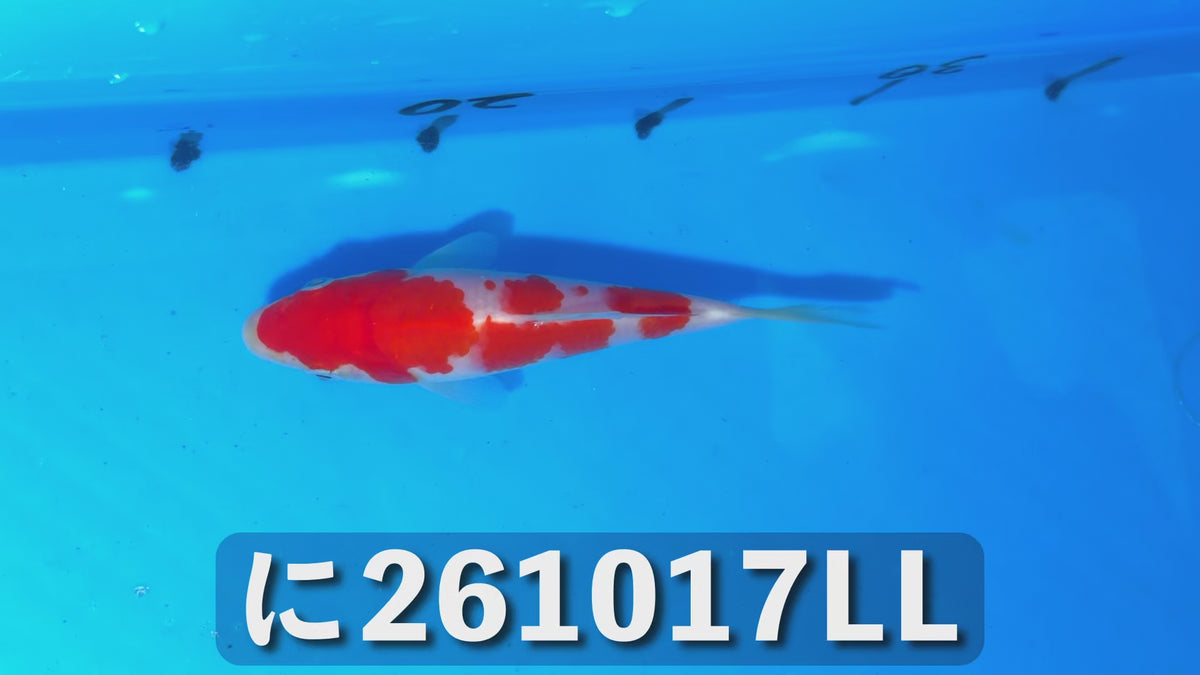 【当歳】紅白 13cm前後 2026年生まれLLに
