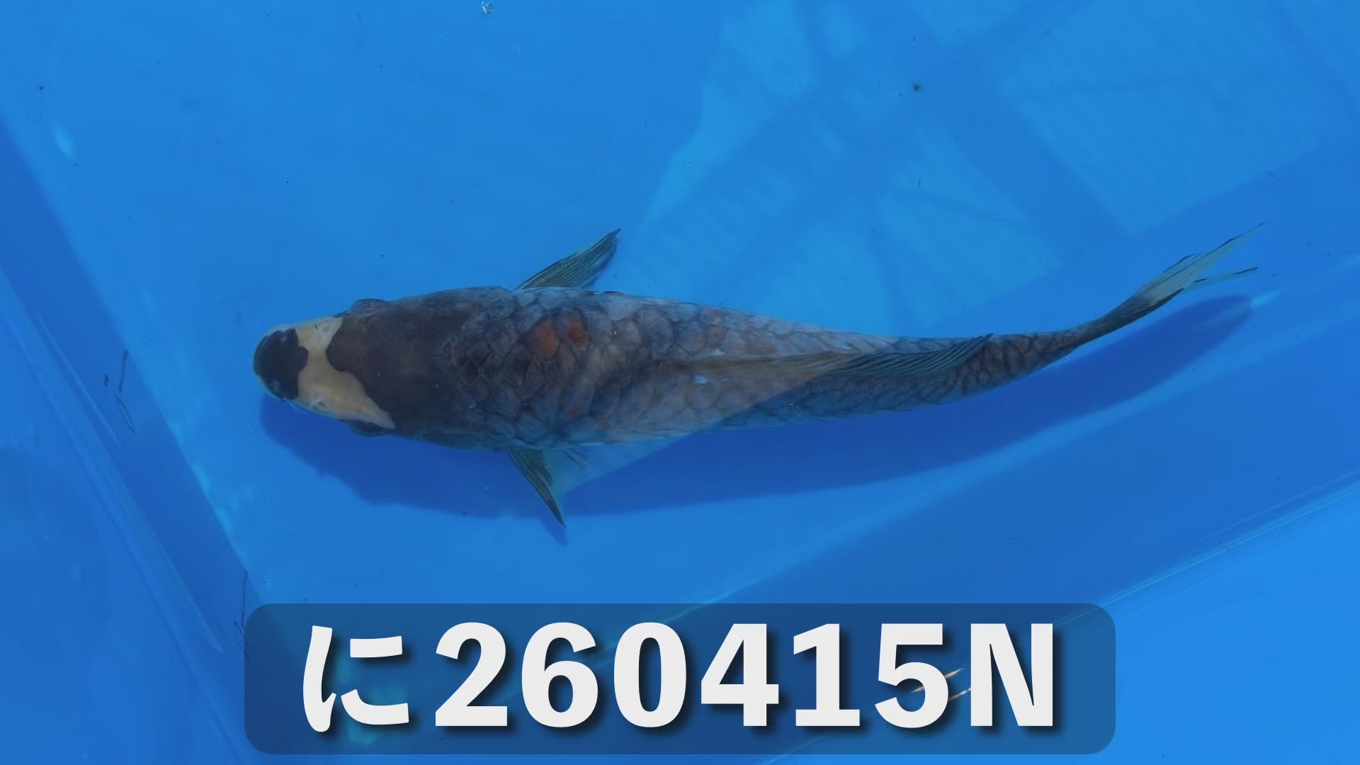 逸品鯉(鎧鱗) 21cm前後 2025年生まれNに